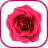 Jigsaw Puzzle Flowers Rose icon