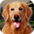 Street Dog Survival Simulator icon