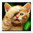 Cat Pictures icon