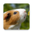 Guinea Pig Communicator 3.0.0