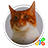 Live HD Cat Wallpaper 1.0.b65004