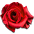 Rose Video Live Wallpaper icon