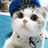 Cute cat theme B APK Download