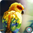 Birds Wallpaper HD icon