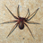 brown recluse icon