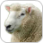 How to Draw Sheep Lamb icon