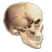 Anatomy icon