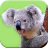 How To Draw Koala Bear 1.0