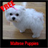 maltese puppies icon