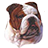 Dog Breeders Gallery icon