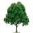 Tree Census icon