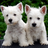 Puppies and Dogs 3 icon
