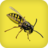Wasps icon