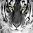 White tiger wallpaper HD icon
