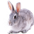 Widgets store: Bunny icon