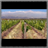 Vineyards Wallpaper App icon