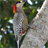 Woodpecker Wallpaper! icon