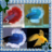 Beautiful Betta Fish icon