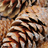 Pine Cones Wallpaper icon