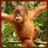 Tamarin Monkeys Wallpaper App icon