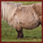 Shetland Pony Wallpaper App icon