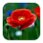 Poppy Flower Wallpapers icon