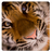 Tiger Sound & RingTone icon