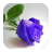 Rose Flower Wallpapers icon