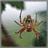 Spider Webs Wallpaper App icon
