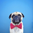 Pugs Wallpapers icon