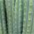 San Pedro Cactus Wallpaper! icon