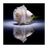 Repples Flower HD Live Wallpaper icon
