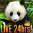 Panda Cam Live icon