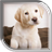 Puppy Live Wallpaper icon