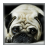 Cute Pug Zipper Screen Lock icon