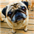 Playful Pugs Live Wallpaper icon