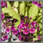 Mountain Flowers Wallpaper App icon