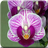 Orchid 1.4