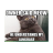 meme FUNNY CAT icon