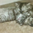 Sleeping Kittens Wallpaper! APK Download