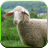 Sheep Sounds for Kids icon