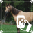 Photos of Horses icon