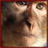 Monkeys Wallpaper App icon