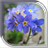 Rosemary Live Wallpaper icon