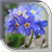 Rosemary Live Wallpaper APK Download