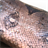 Snake Skins Wallpaper! icon