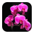 Orchid Wallpapers version 3.2