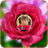 Photo In Flower icon