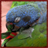 Pionus Parrots Wallpaper App icon
