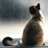 Siamese Cats Videos APK Download
